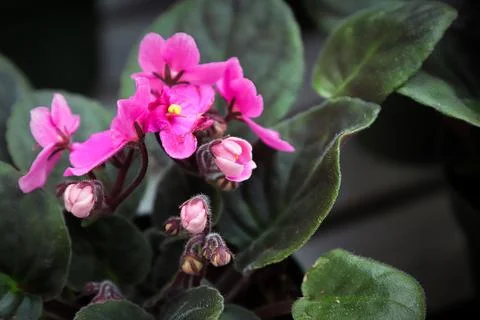 Side view of pink african violet buds on peduncles Stock Photos