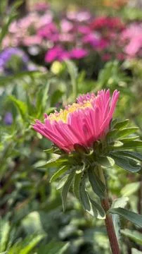 Side View Of Pink Aster Flower Bud 스톡 사진