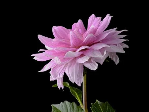 Side view of a pink dahlia. Stock Photos