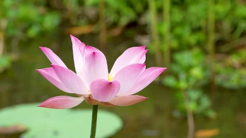 Side View Of Pink Lotus Flower Swaying In The Wind Stock Footage 337243294