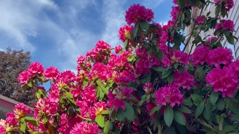 Side view pink rhododendron bush swaying in the wind Stock Footage 245961881