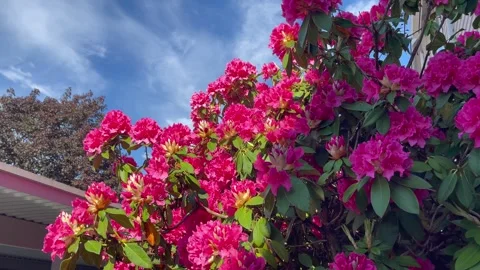 Side view pink rhododendron bush swaying in the wind Stock Footage 246404830