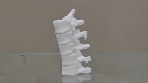 Side view of plastic study 3D printer model backbone spinal nerve spinal Stock Footage 77927276