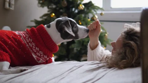 Side view on playing dog with young owner woman and christmas tree on background Stock Footage 256357845