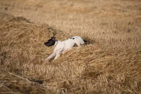 Side view of pointer Foto stock