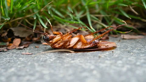 Side view poisoned cockroach being bit by ants and struggling on the ground Stock Footage 141718594