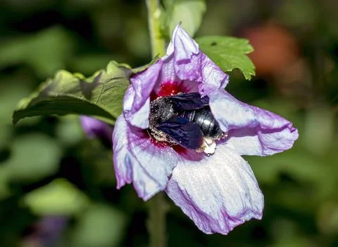 Side view of a pollen-dusted carpenter bee on purple hibiscus Stock Photos