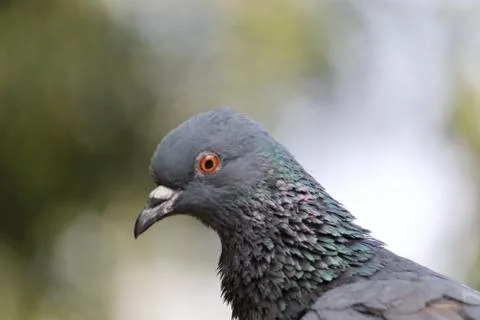 Side view portrait of blue pigeon or dove , India Stock Photos