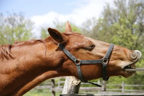 Side view portrait close up of smelling horse outdoors. Purebred stallion c.. Stock Photos