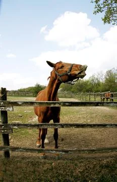Side view portrait close up of smelling horse outdoors. Purebred stallion c.. Stock Photos