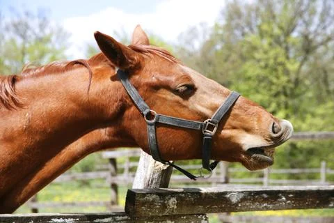 Side view portrait close up of smelling horse outdoors. Purebred stallion c.. Stock Photos