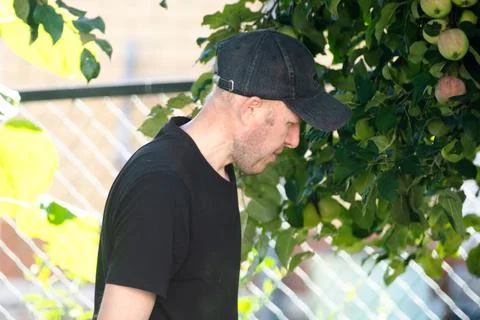 Side view portrait of a man looking at an apple tree in the garden Stock Photos