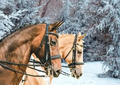 Side view portrait of two braided horses. Stock Photos