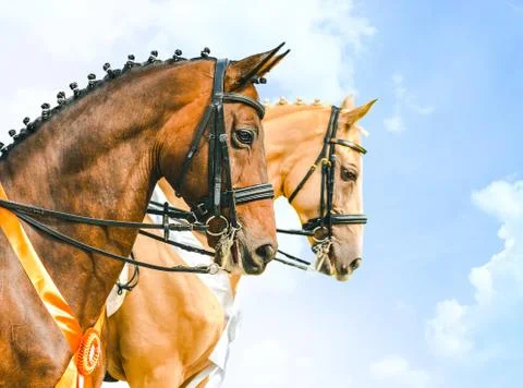 Side view portrait of two braided horses. Stock Photos