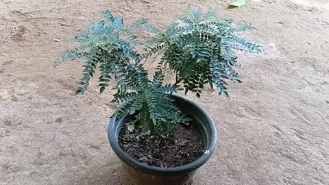 Side View of Potted Medicinal Curry Leaf Plant Stock Footage 339670431