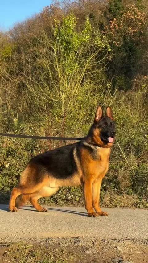 Side View of a Powerful German Shepherd Dog in Nature Video stock 332803235