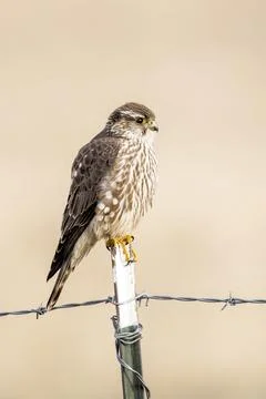 Side view of a prairie falcon. Stock Photos