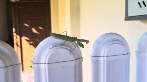 Side-View Praying Mantis on White Fence in Warm Natural Light Stockbeeldmateriaal 328296564