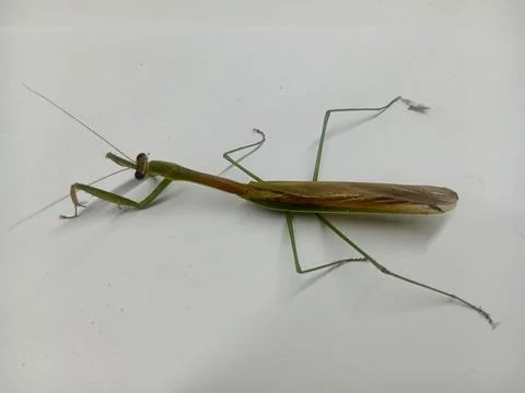 Side view of a praying mantis on white background Stock Photos