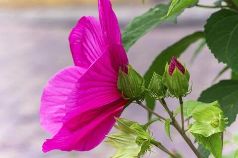 Side view profile of bright pink Hibiscus moscheutos flower blooming Stock Photos