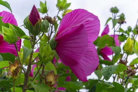 Side view profile of bright pink Hibiscus moscheutos flower blooming Stock Photos