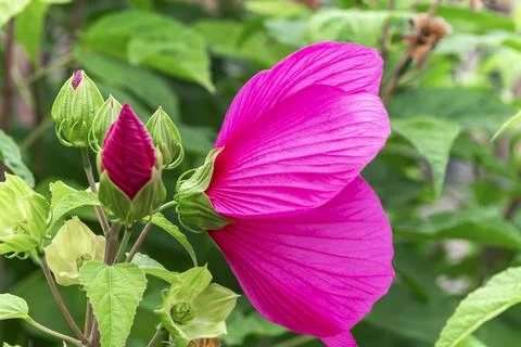 Side view profile of bright pink Hibiscus moscheutos flower blooming Stock Photos