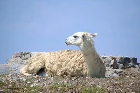 Side View Profile of a White Llama Resting on Ground with Blue Sky Background Stock Photos