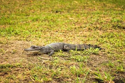 Side view profile of a young caiman on green grass, Suriname Foto stock