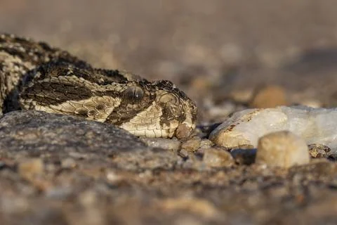 Side View of Puff Adder's Head at Ground Level (Right Side) Stock Photos