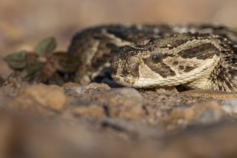 Side View of Puff Adder's Head at Ground Level (Left Side) Stock Photos