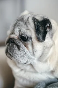 "Side View of a Pug Sitting on a Sofa, Deep in Thought Stock Photos