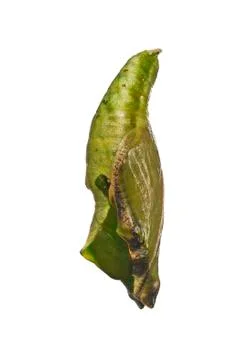 Side view of a pupa of blue wave butterfly Myscelia isolated on white background Stock Photos