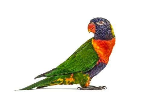 Side view of a Rainbow Lorikeet, Trichoglossus moluccanus, isolated Stock Photos