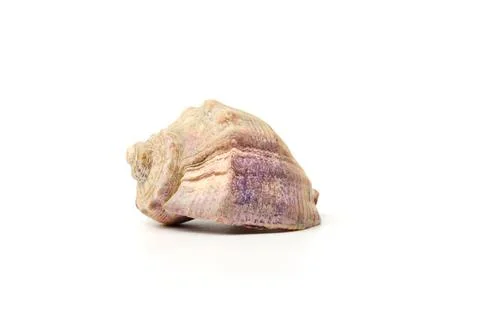 Side view of a Rapana Seashell isolated on a white background. Stock Photos