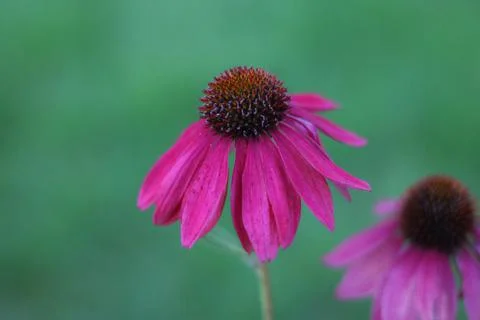 Side view of rare deep pink echinacea against soft green background Stock Photos