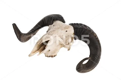 Side view of real ram skull with horns Stock Photos
