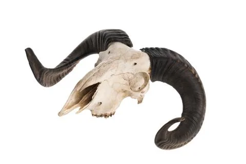 Side view of real ram skull with horns Fotos de archivo