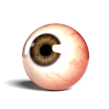 Side view of realistic human eyeball isolated on wihte background, 3D rendering Stock Illustration