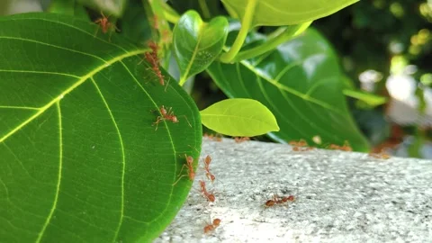 Side view of the red ants Stock Footage 258527633