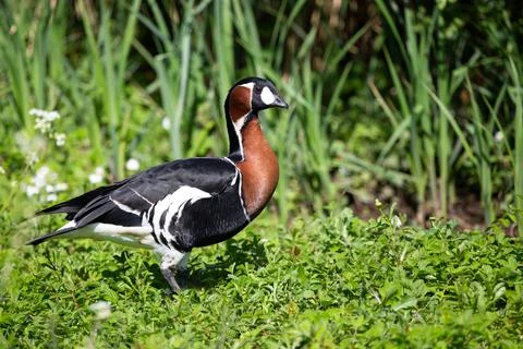 Side view of a Red Breasted Goose ( Branta ruficollis). Stock Photos