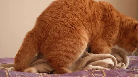 Side view of red British cat masturbating on bed covered with pink cover Stock Footage 111250612
