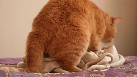 Side view of red British cat fidgetting on bed covered with pink cover Video stock 114133705