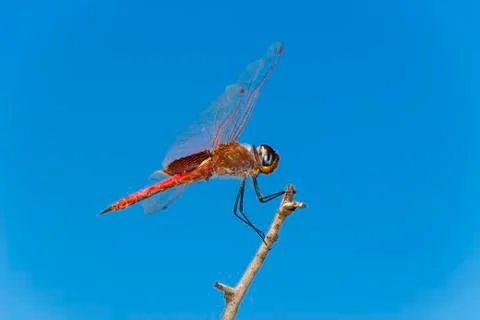 Side view of a red dragonfly perched on a branch Stock Photos