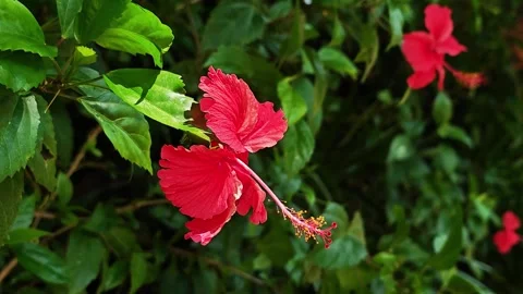 Side view of red hibiscus flower blooming in darkness of foliage. Stock Footage 340507697
