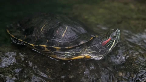 Side view red slider turtle turns head Stock Footage 165792636