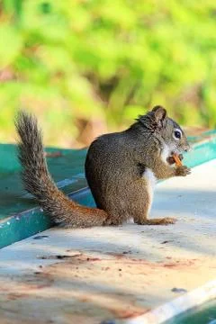 Side view of a Red Squirrel sitting and eating Stock Photos