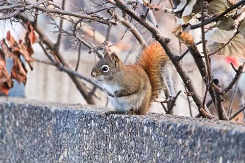 Side view of a red squirrel sitting on a wall in winter Stock Photos