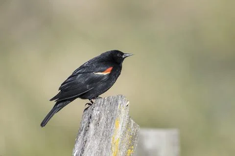 Side view of red winged blackbird. Stock Photos