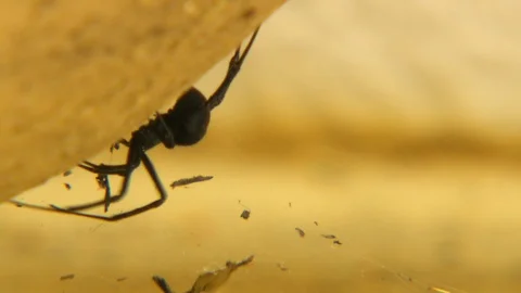 Side view of a redback spider by its web Stock Footage 112341974