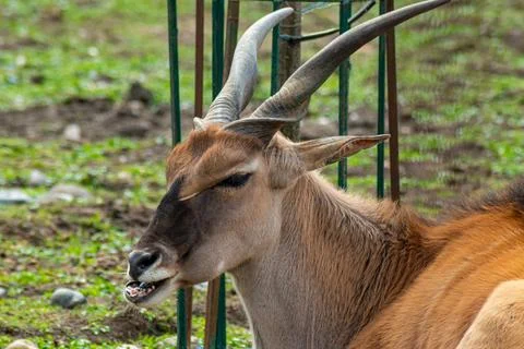 Side view of a relaxed antelope with long spiral horns captured mid-express.. Stock Photos
